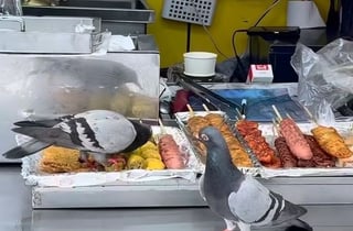 닭꼬치 위에서 '냠냠'…노점상 음식 점령한 비둘기, 위생 '경악'