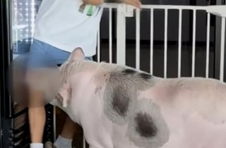 펫카페 돼지에 물려 반깁스, 합의 요구하자…"애 팔아 빌딩 사냐, 한심"