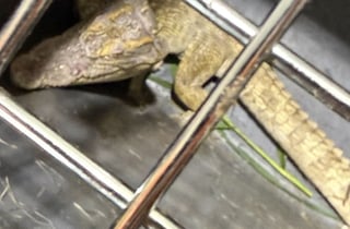 여주 소양천서 잡힌 악어…국제멸종위기종 1급 '샴악어'였다