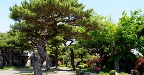 충남 홍성은 매년 이맘때면 푸른 숲의 정취와 서해의 낙조가 어우러져 다채로운 색감을 뽐낸다. 사진은 '그림같은 수목원'의 소나무산책로 /사진=한국관광공사