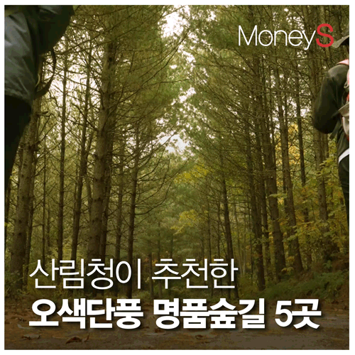 [그래픽 뉴스] 더 추워지기 전에 같이 걸어요… 산림청이 추천한 '오색단풍 명품숲길 5곳'