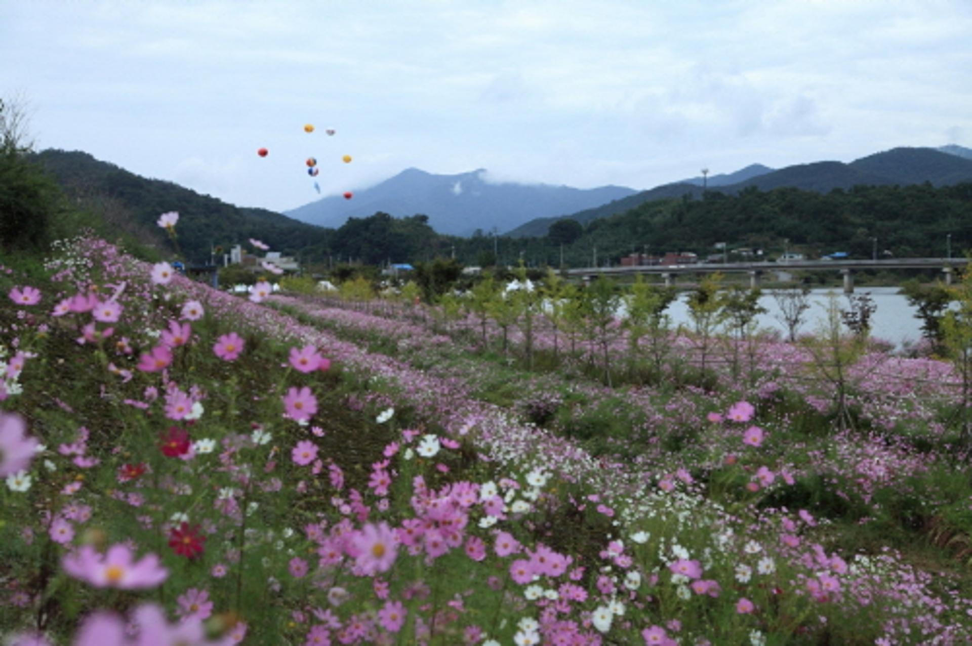 곡성군, '석곡코스모스음악회' 26일 개막