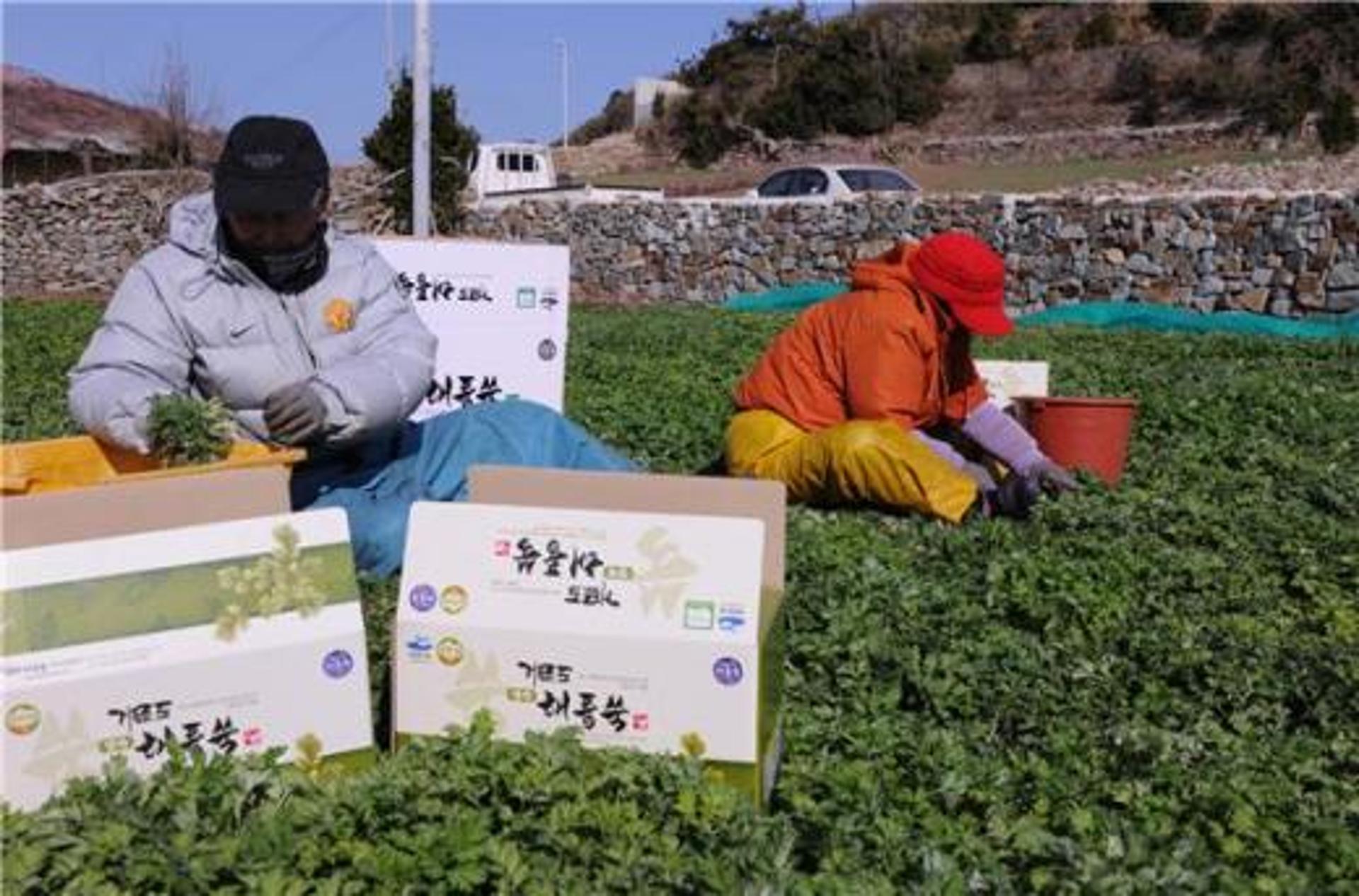 여수 거문도해풍쑥, 새해 시작과 함께 밥상에 오른다