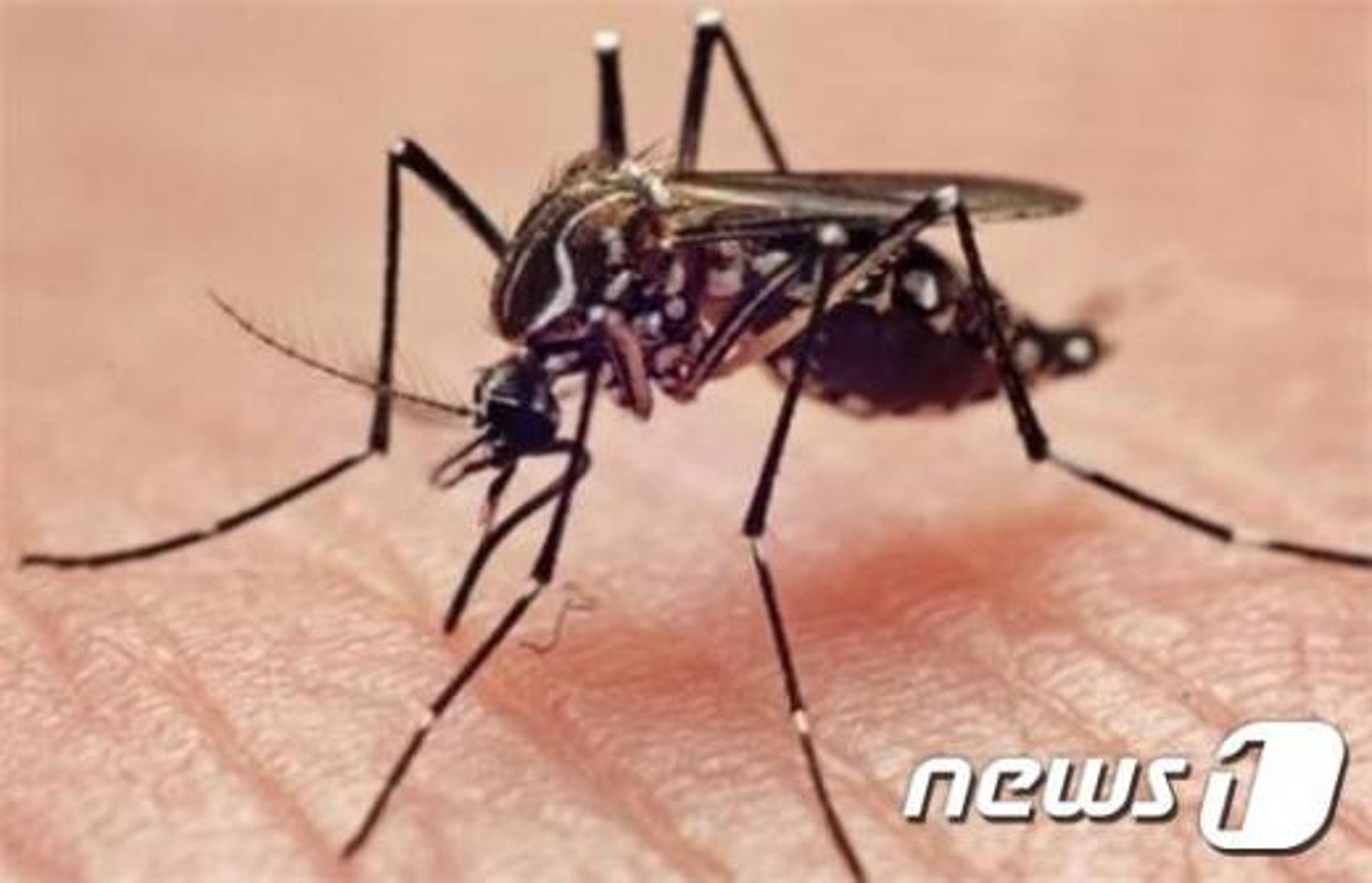 싱가포르, 지카 바이러스 확진자 '57명' 급증… 대부분 '지역 감염'
