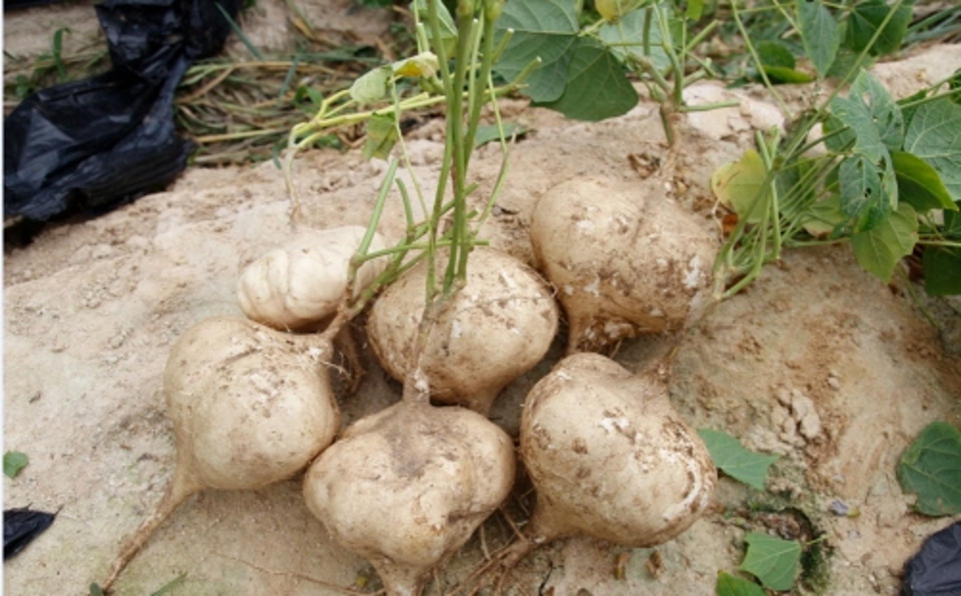 곡성군, 건강 식재료 '히카마' 시범재배 성공