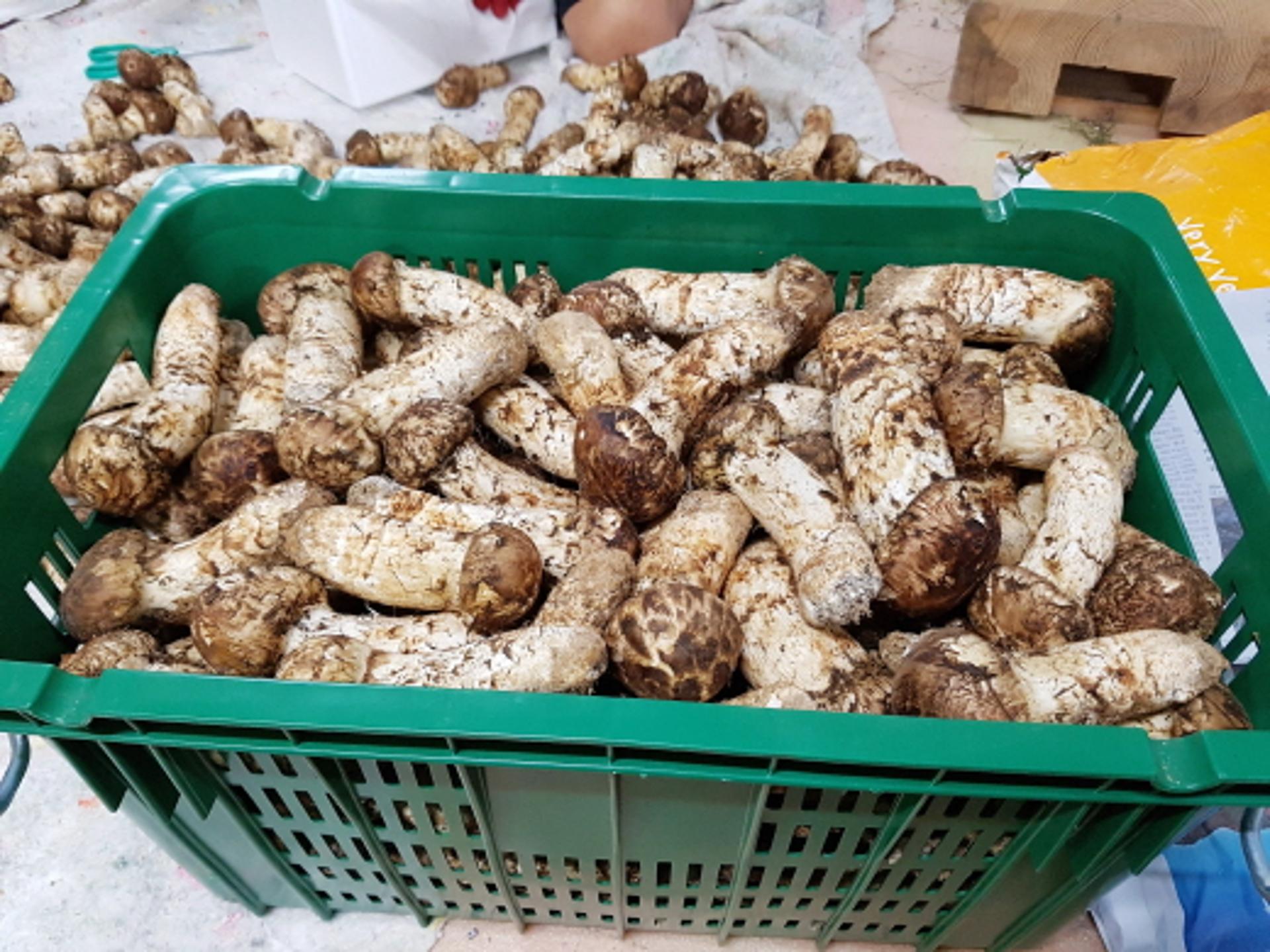 추석 전 금값 자연산 송이, 현재는 폭락