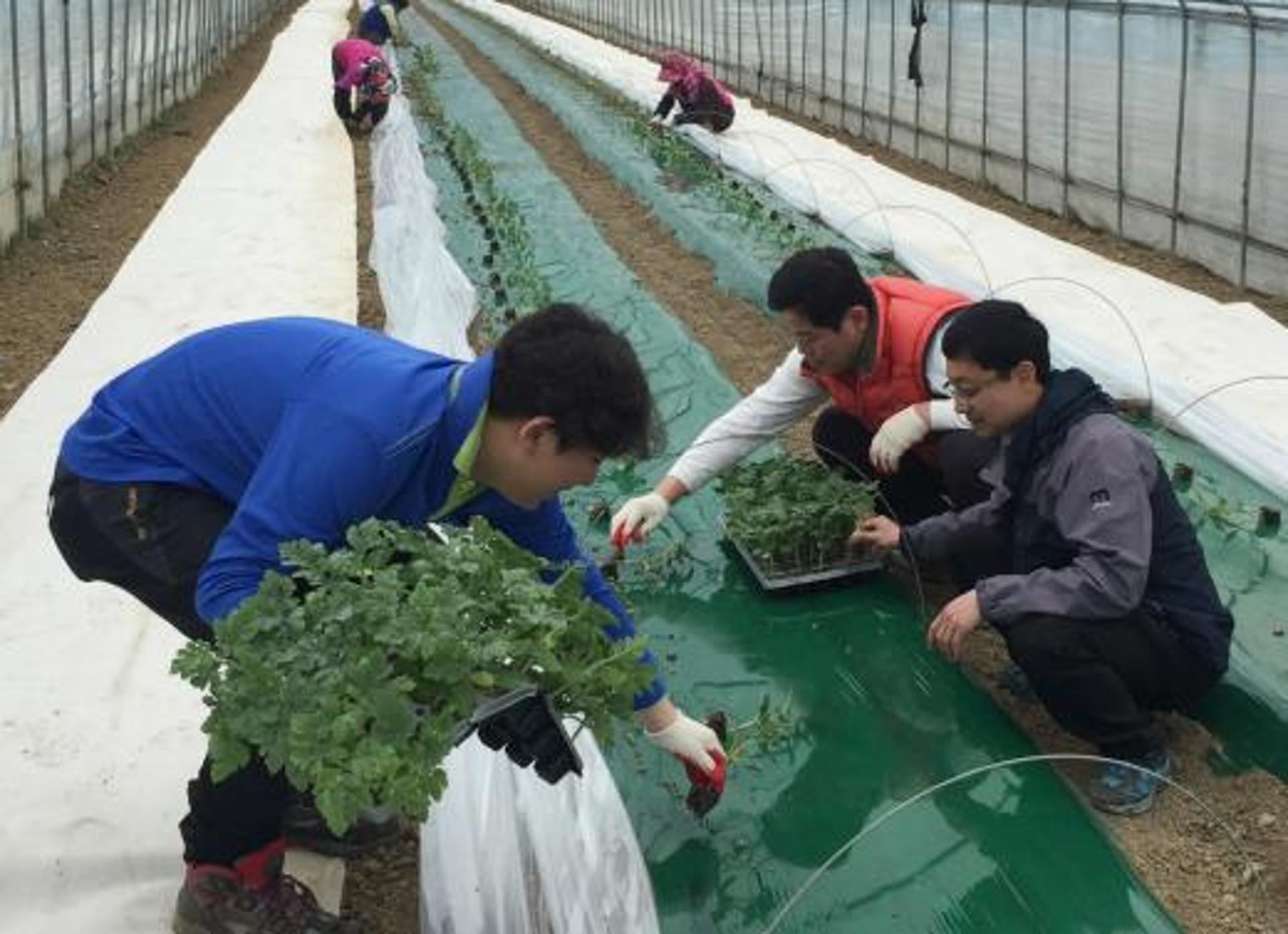 전남농협, 구례 수박 농가서 ‘농심동행’ 현장 체험