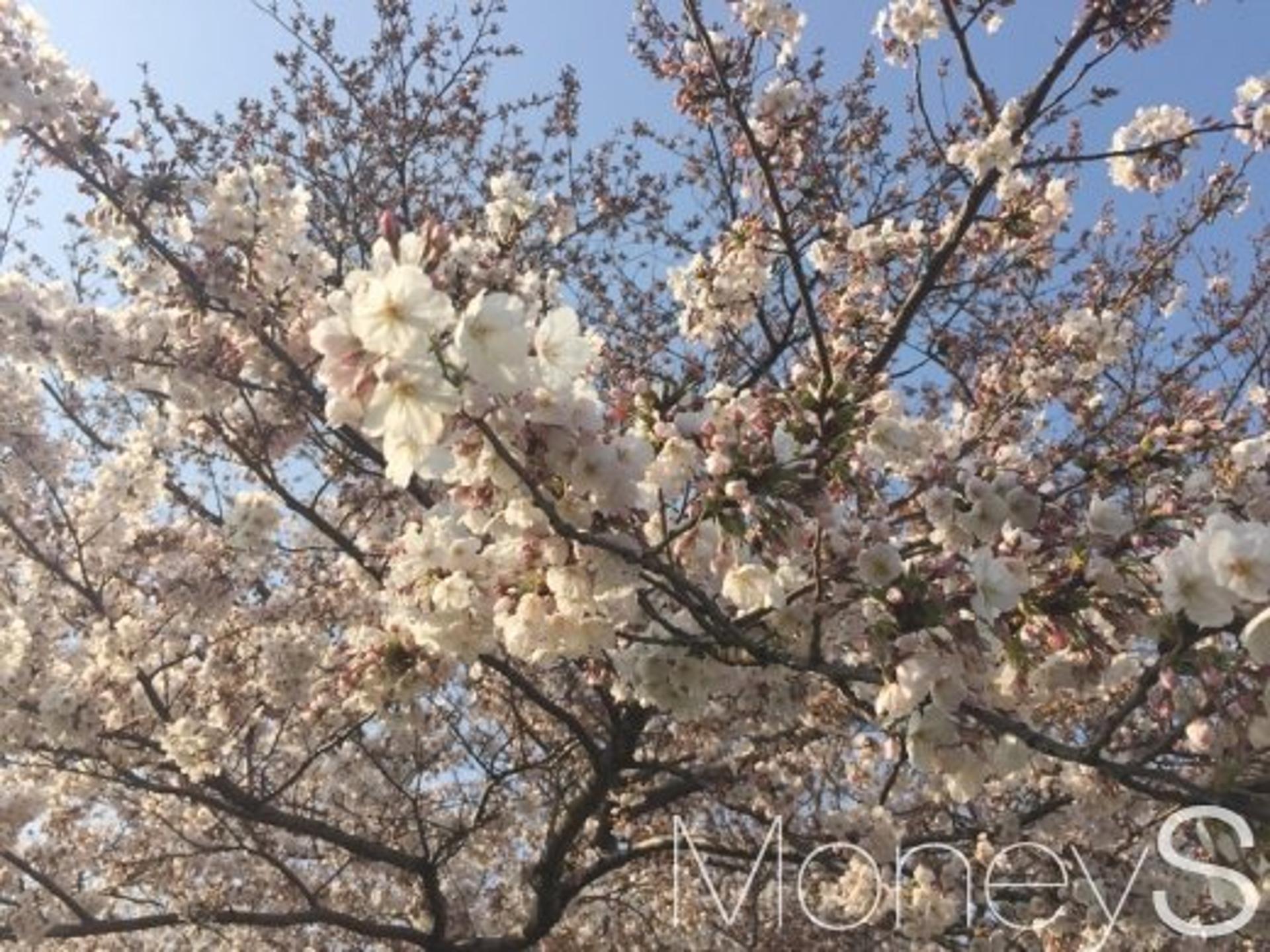 [한줌뉴스] '벚꽃'을 지켜주세요