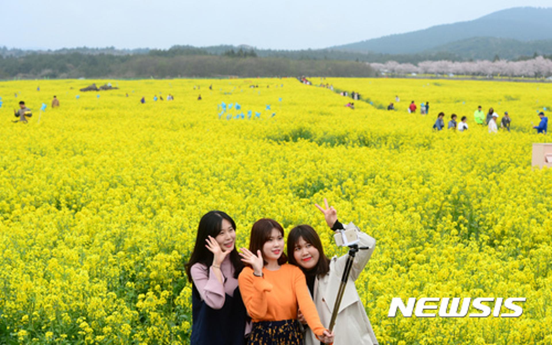 '유채꽃 섬' 제주, 중국인 떠난 자리 내국인이 채웠다
