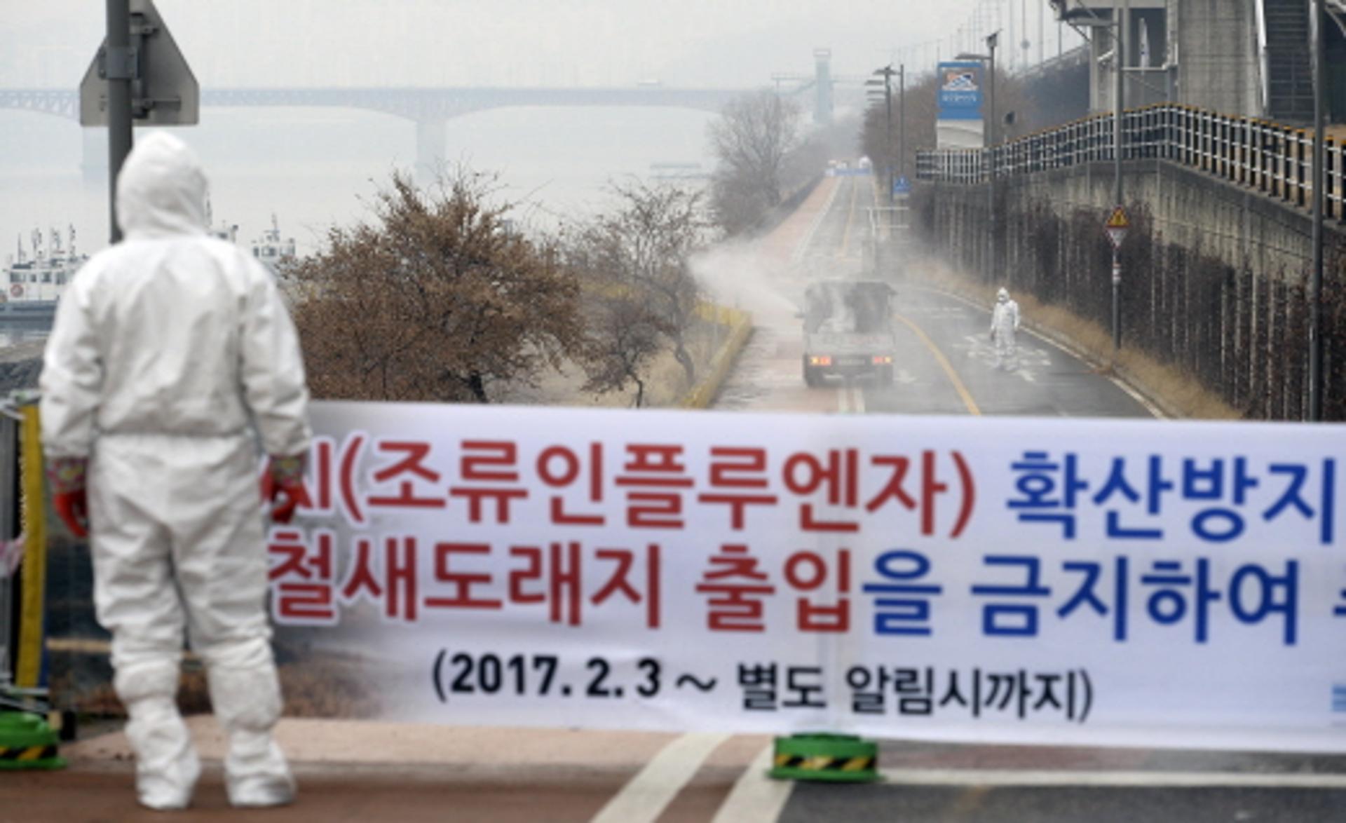 제주 이어 군산서도 AI 의심신고… 전국 확산 조짐