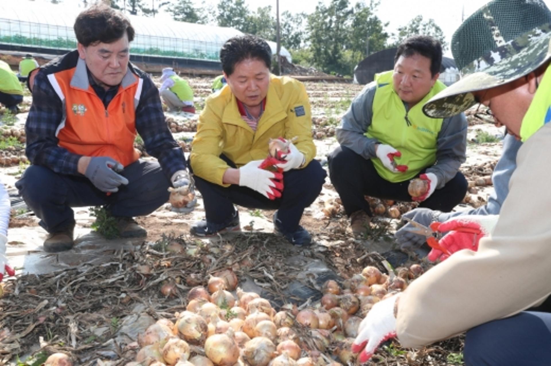 전남농협, 무안군 일원서 ‘범농협 농촌일손돕기’