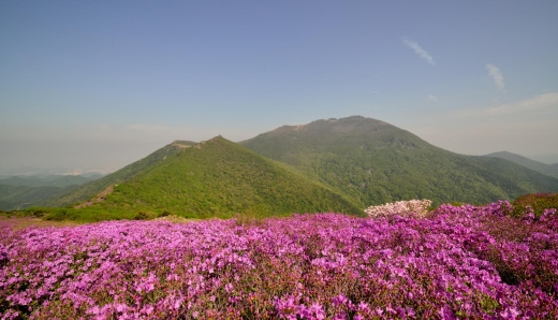 무등산 백마능선~화순 안양산 구간 '산철쭉' 만개