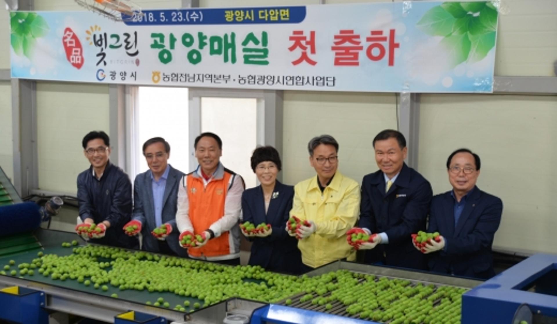 광양 매실 첫 출하… 전남농협, 소비촉진 활동 온힘