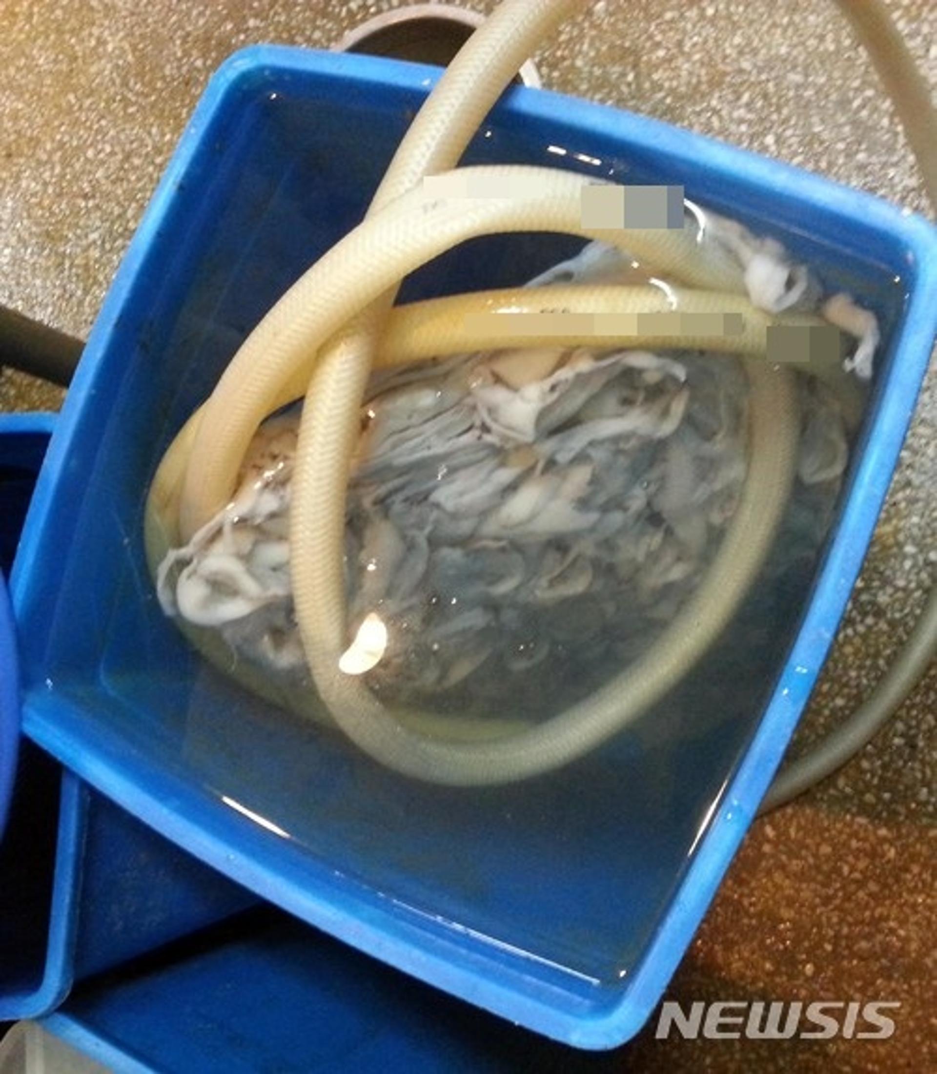 '유명' 부산 맛집 위생, 쥐똥 행주·쓰레기통 속 주꾸미가?