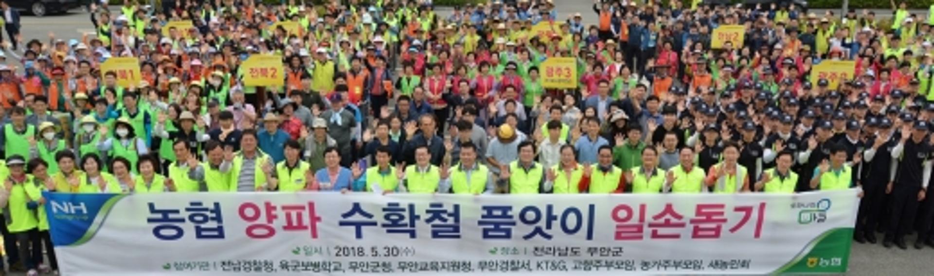 전남농협, '양파 수확철 품앗이 일손돕기' 다음달까지 진행
