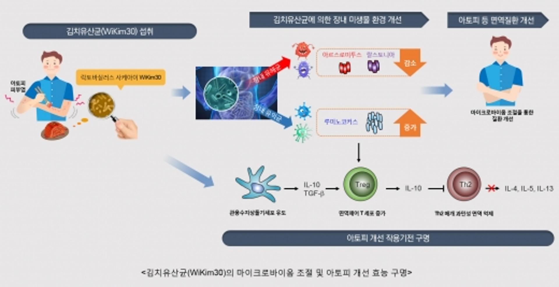 세계김치연구소 "김치유산균, 아토피 피부염 개선 효과"