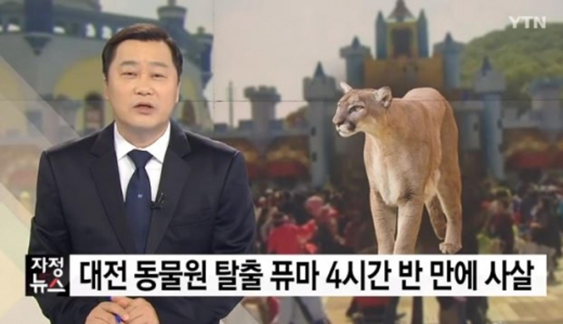 퓨마 결국 사살, 원인은 '문단속 소홀'… 꼭 죽여야만 했나