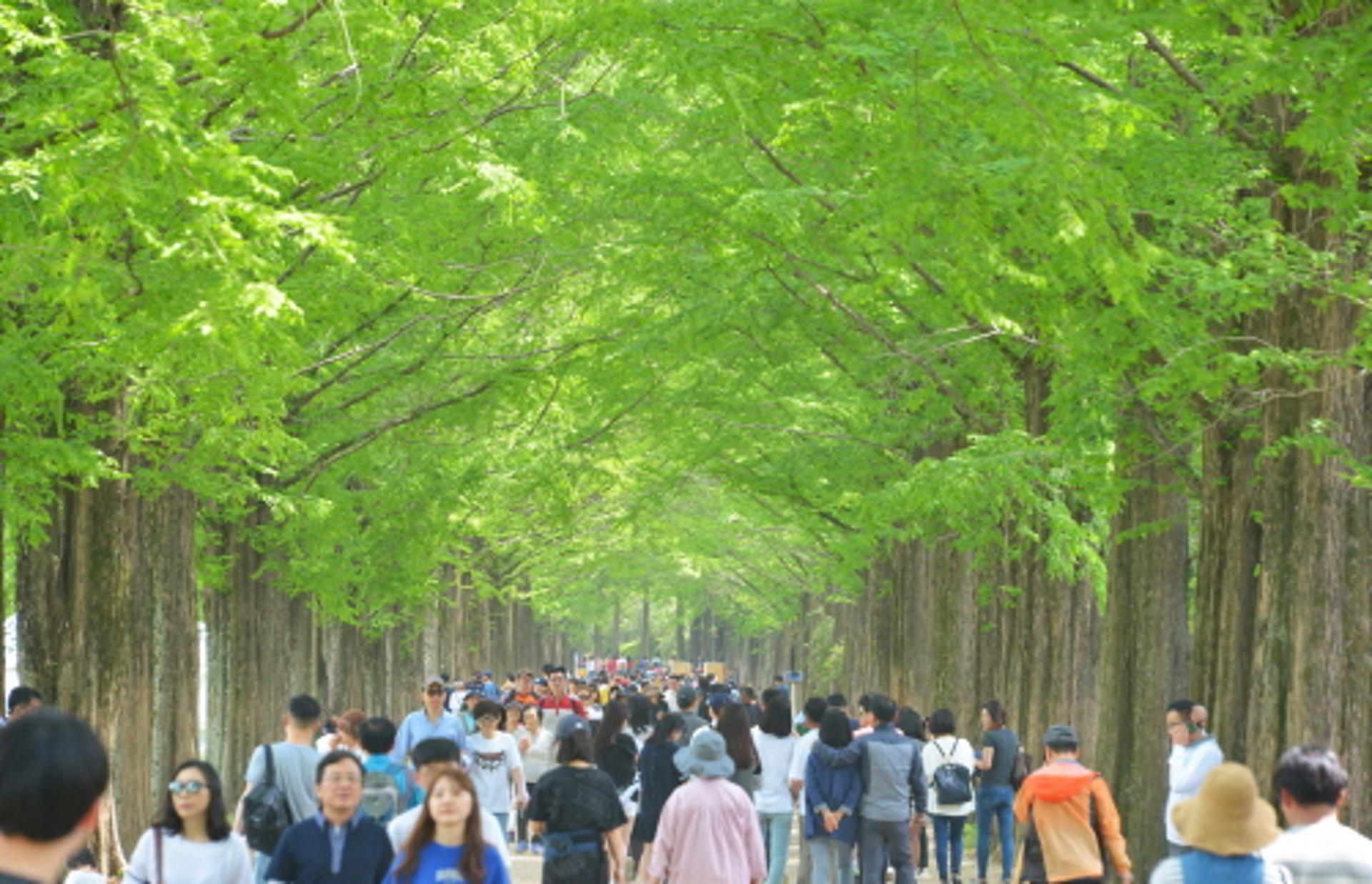 전남 담양군 관광지, 추석 연휴 '인산인해'