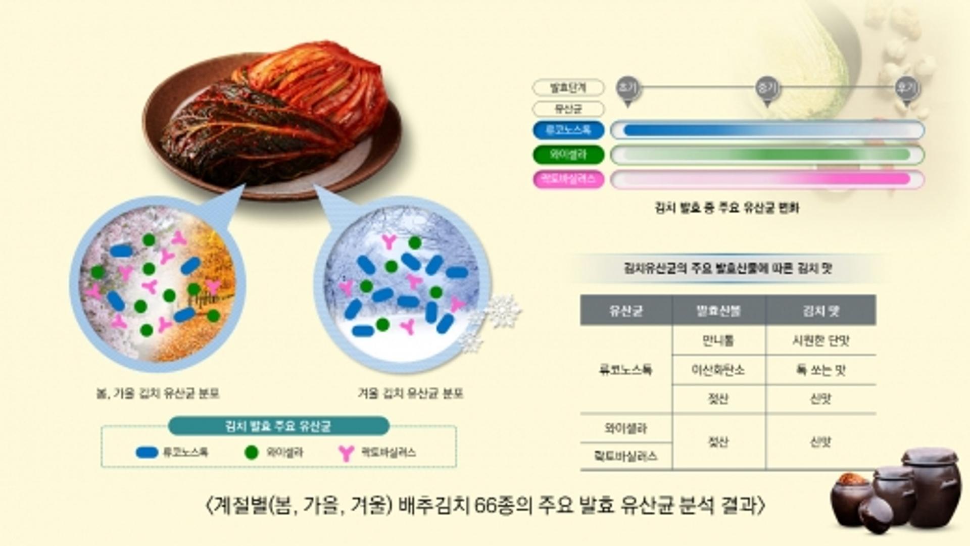 세계김치연구소, '겨울철 김치 시원한 단맛 비결' 과학적 입증