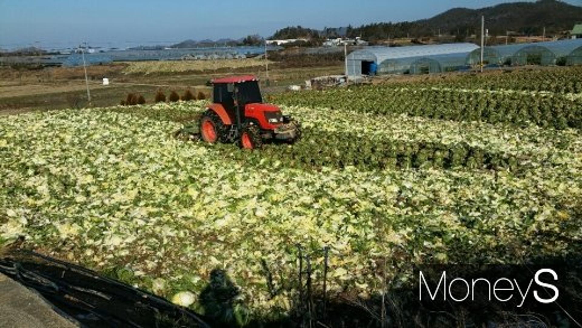 '수급안정' 해남배추 1만1800톤 선제적 산지폐기