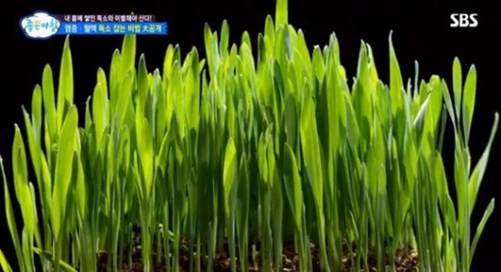 새싹보리분말, 다이어트에 '독보적'?… 복용법 '주목'