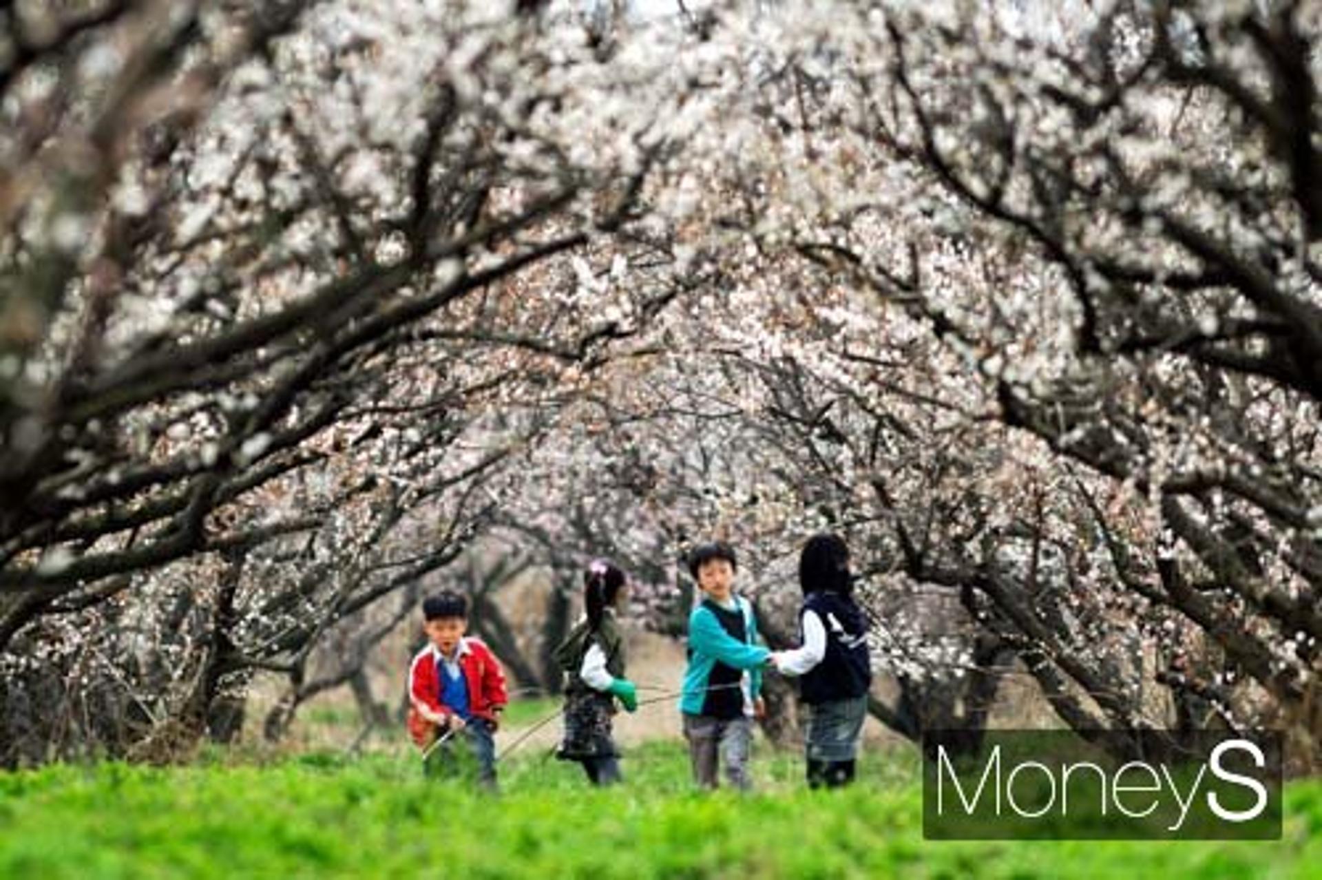 땅끝매화축제 내달 16~17일 보해매실농원서 '팡파르'