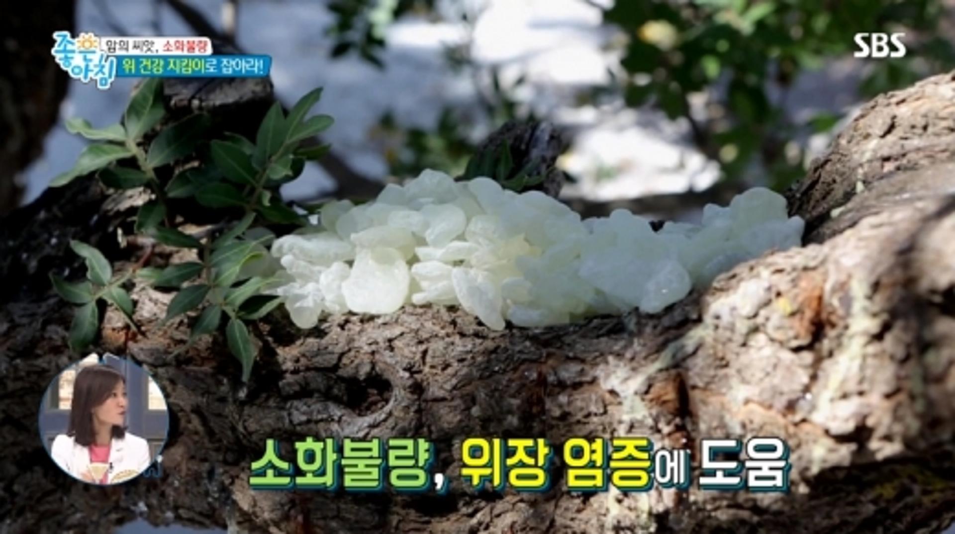 매스틱, 세계 3대 항생물질이라고?… 활용법 '관심'