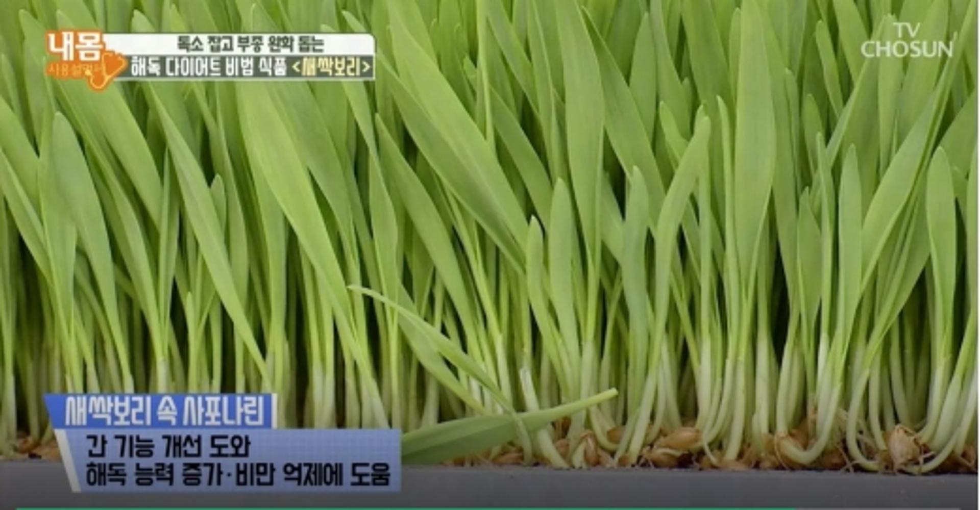 새싹보리, 수경재배로 집에서 키운다?