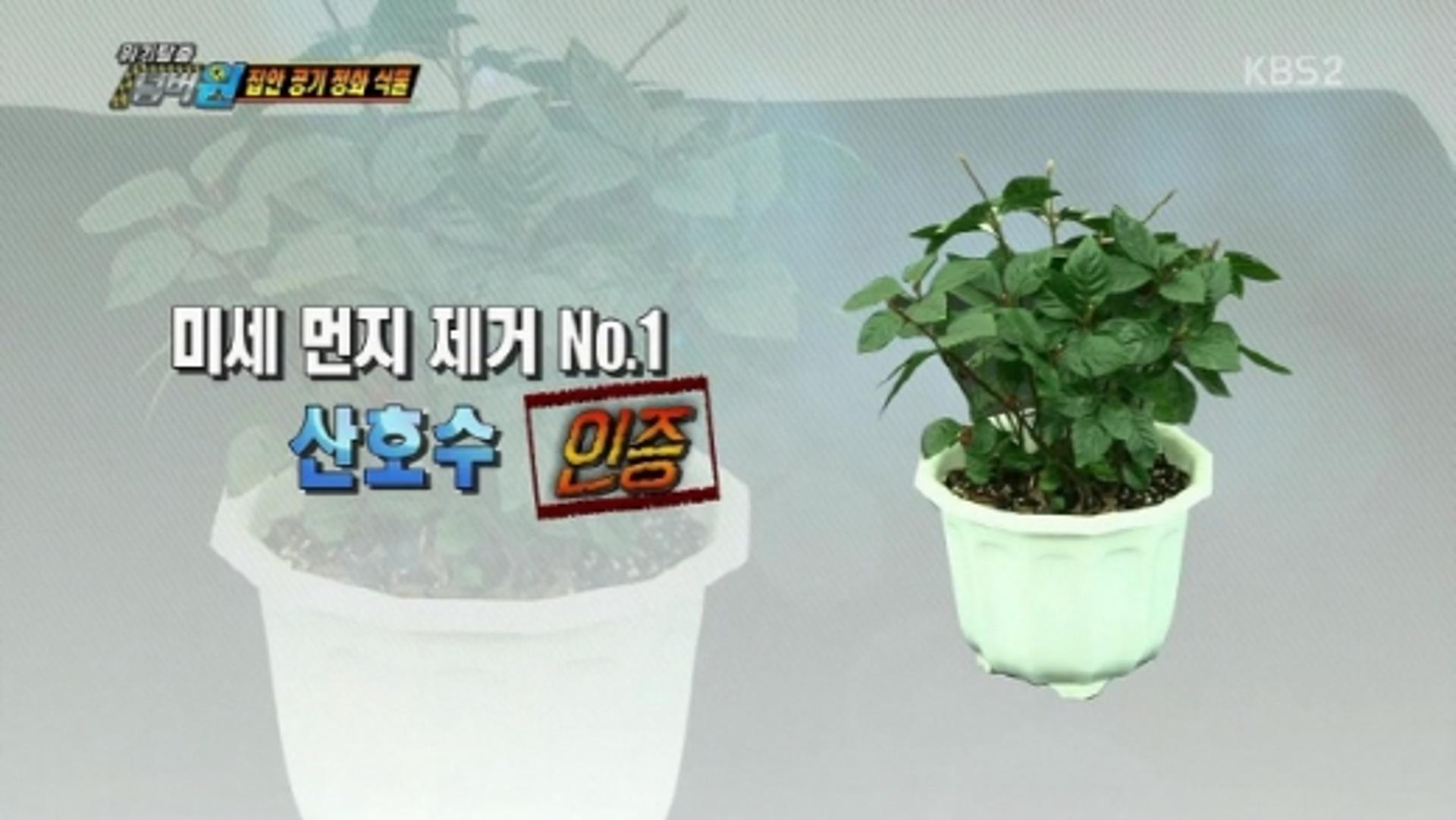 미세먼지 캐슬, "산호수를 집에 들이십시오. 어머님"