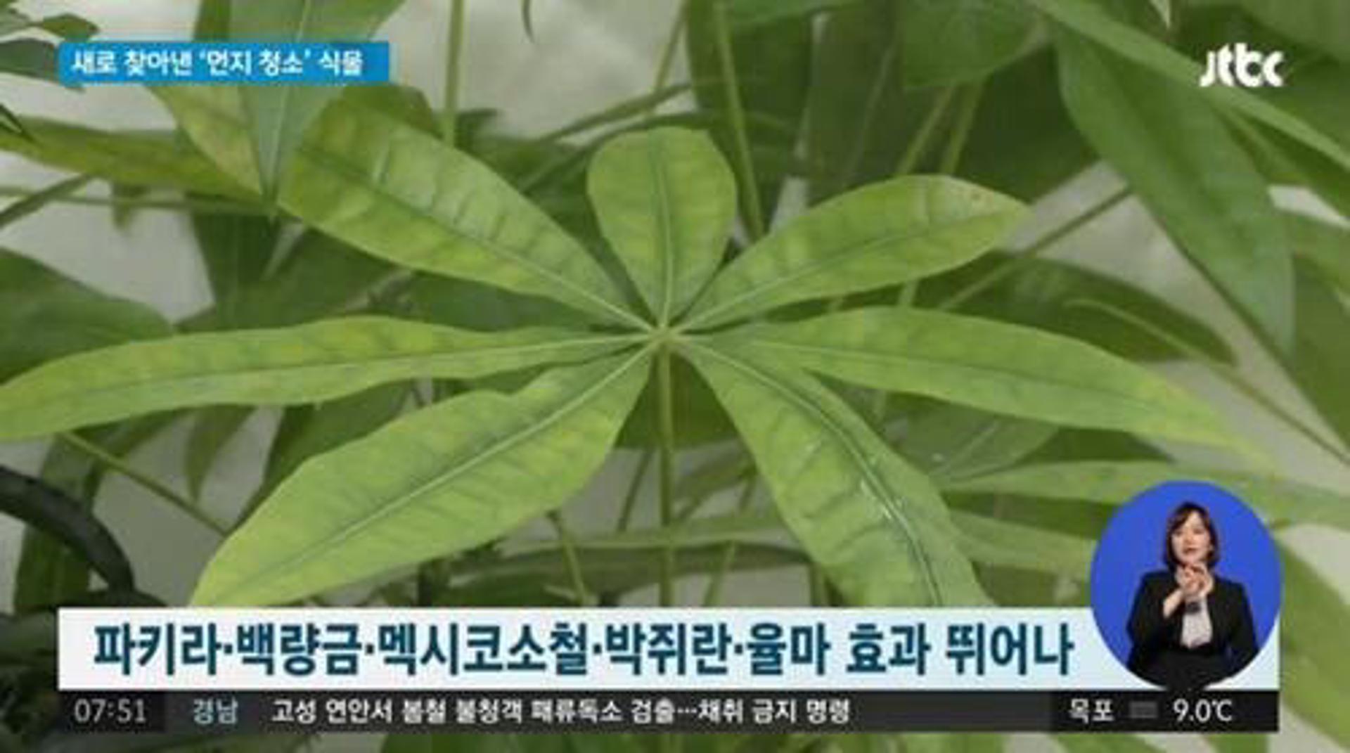 "공기청정기 필요NO"… 파키라 효과, 어떻길래?