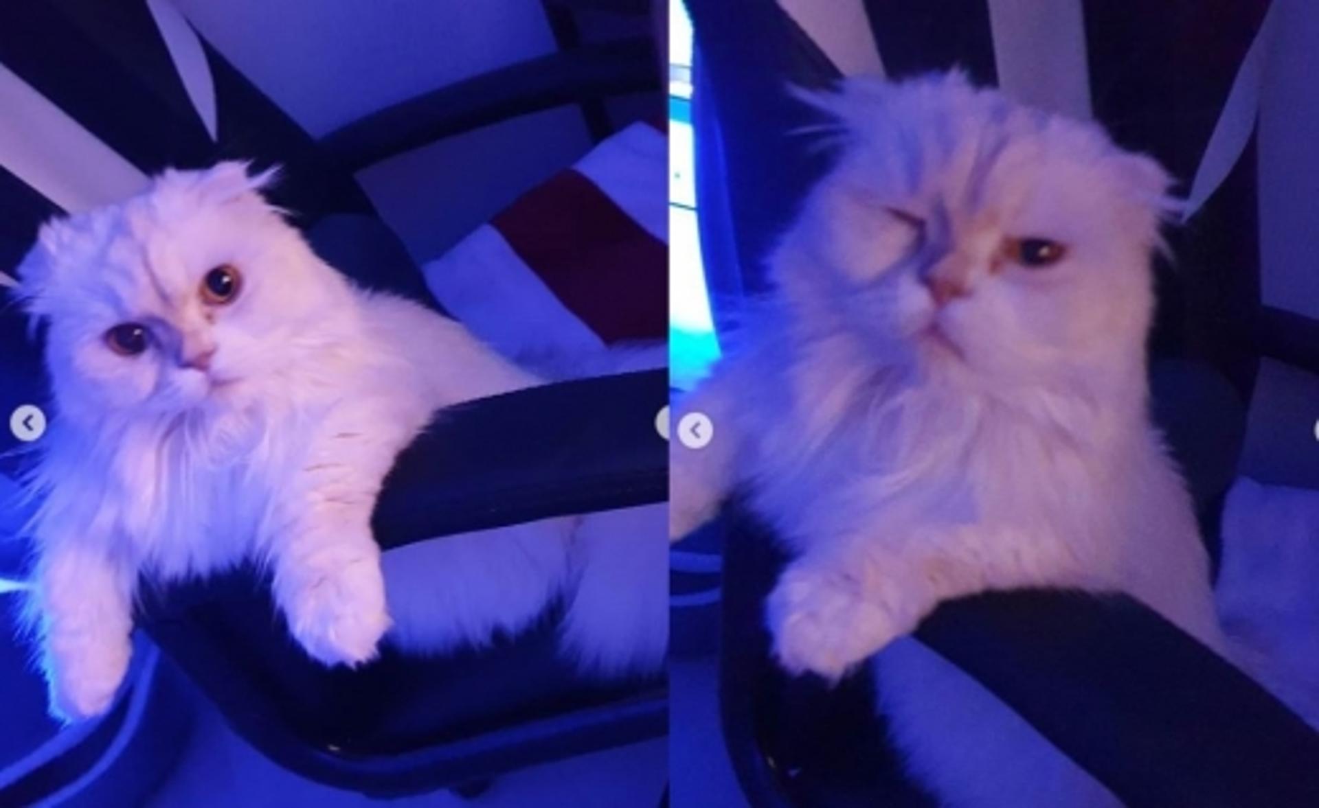 고양이 헤어볼 뭐길래… 윤균상 반려묘 세상 떠났다