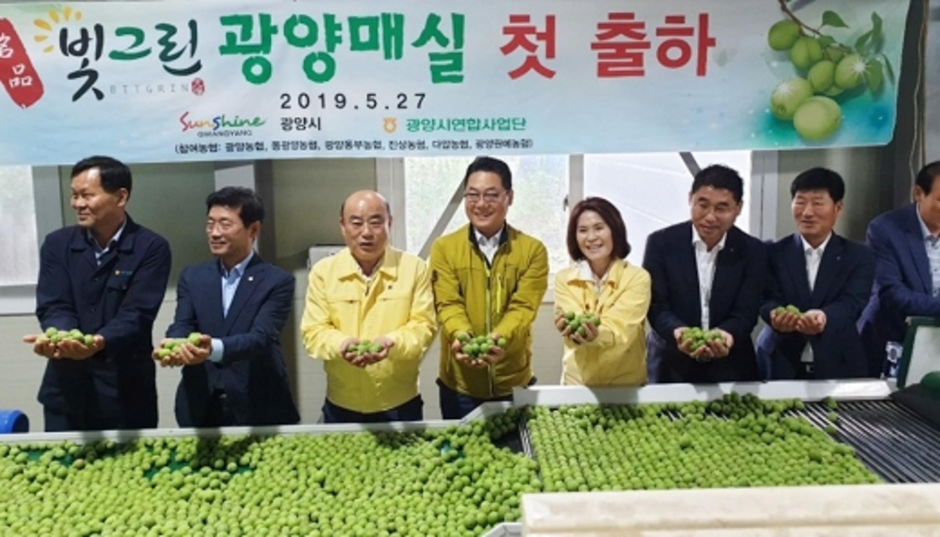 전남농협, 광양 매실 첫 출하식