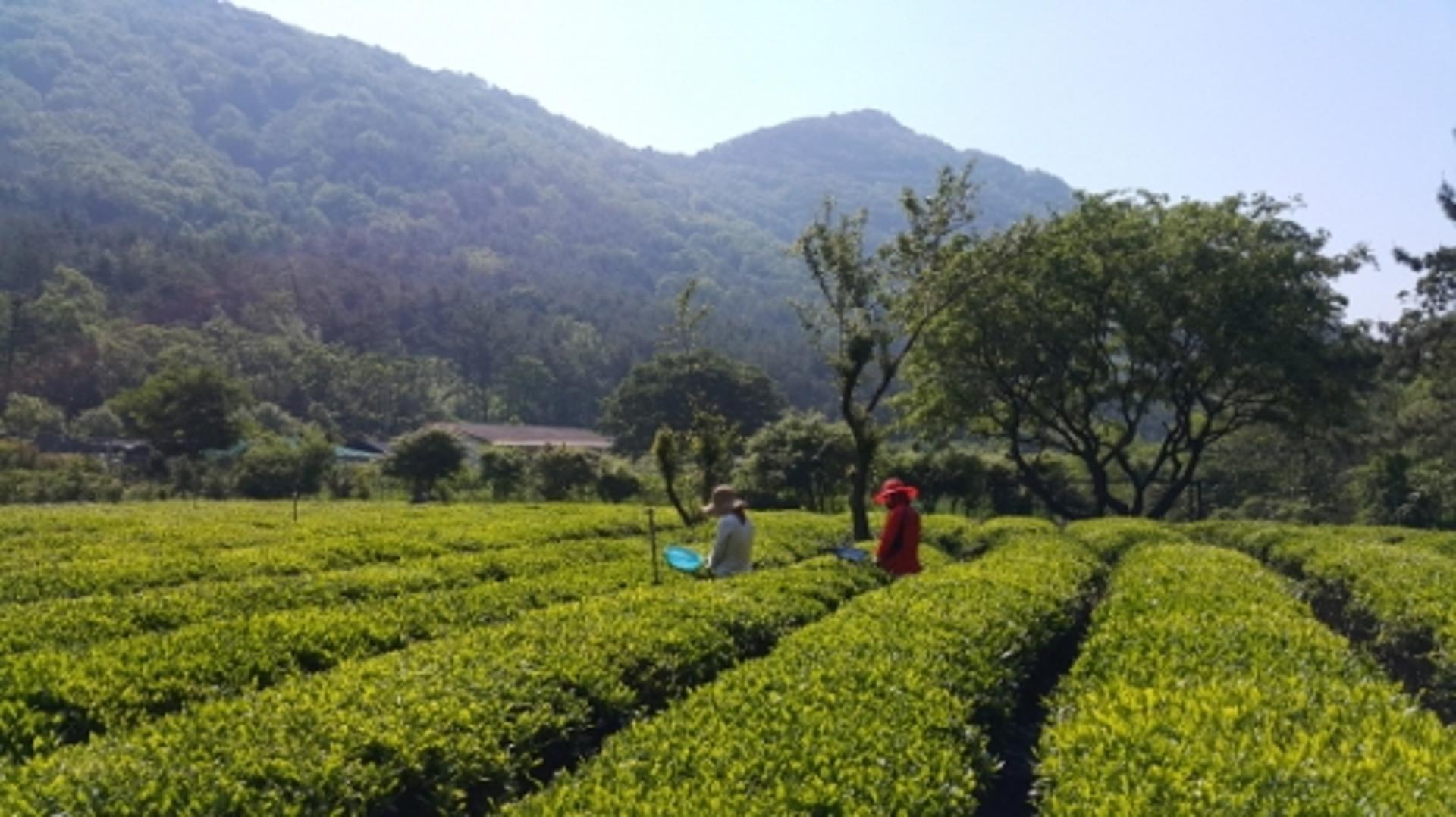 가야문화유산 김해장군차, 11년 연속 ‘올해의 명차’ 선정