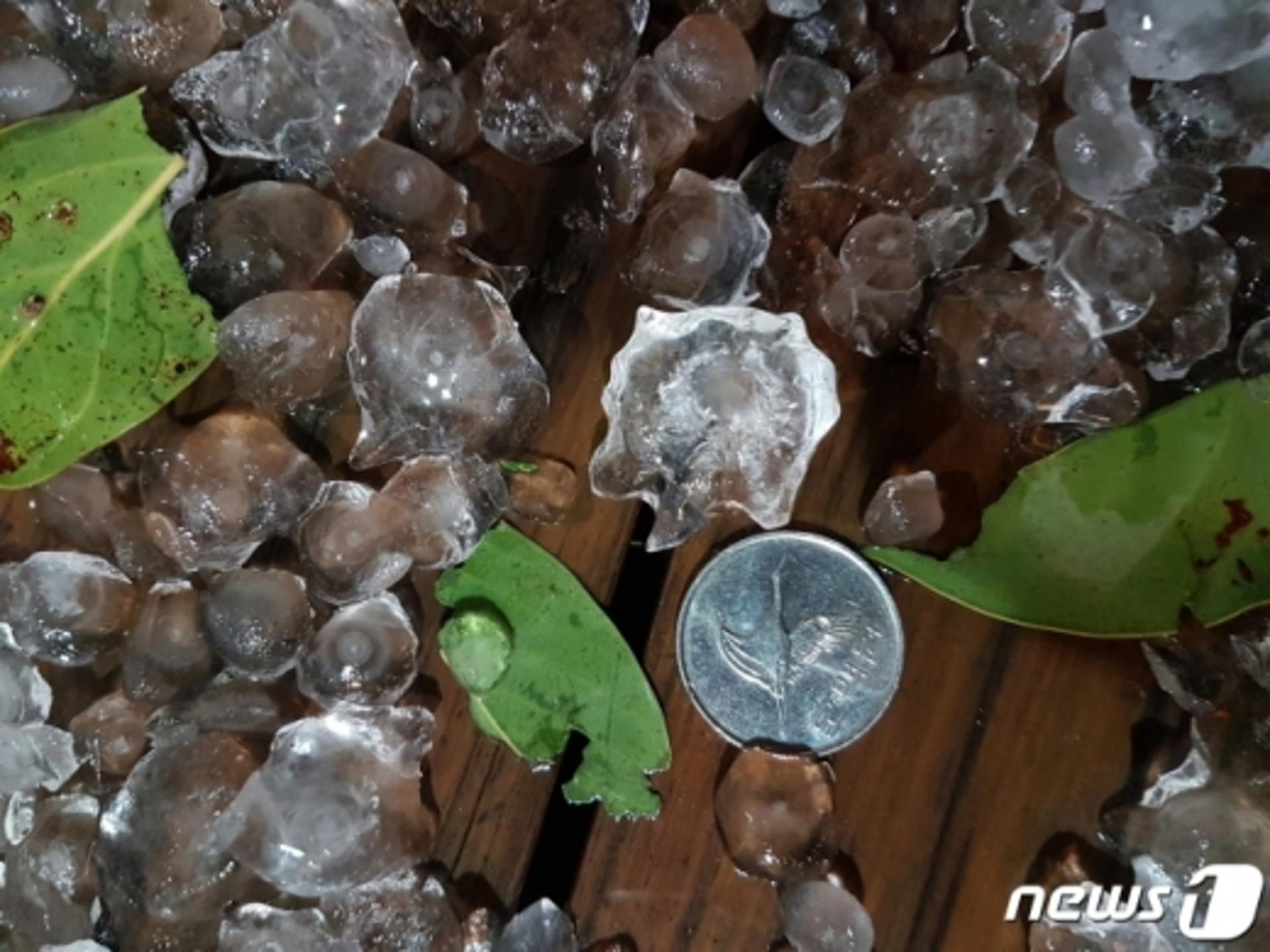 제주 우박 10분간 쏟아져… 쑥대밭된 농경지 "갑자기?"