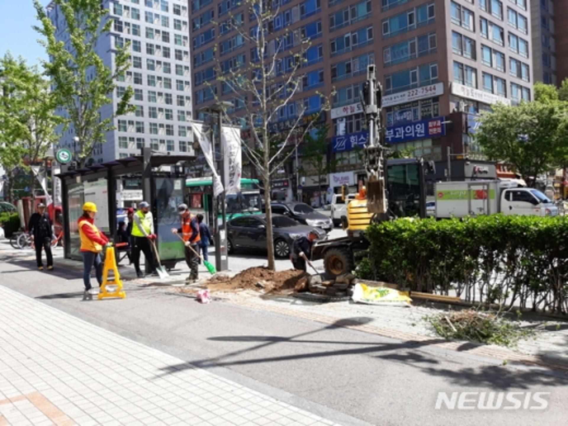 '가을철 도로변 악취 주범' 암은행나무, 수원 도심서 퇴출된다