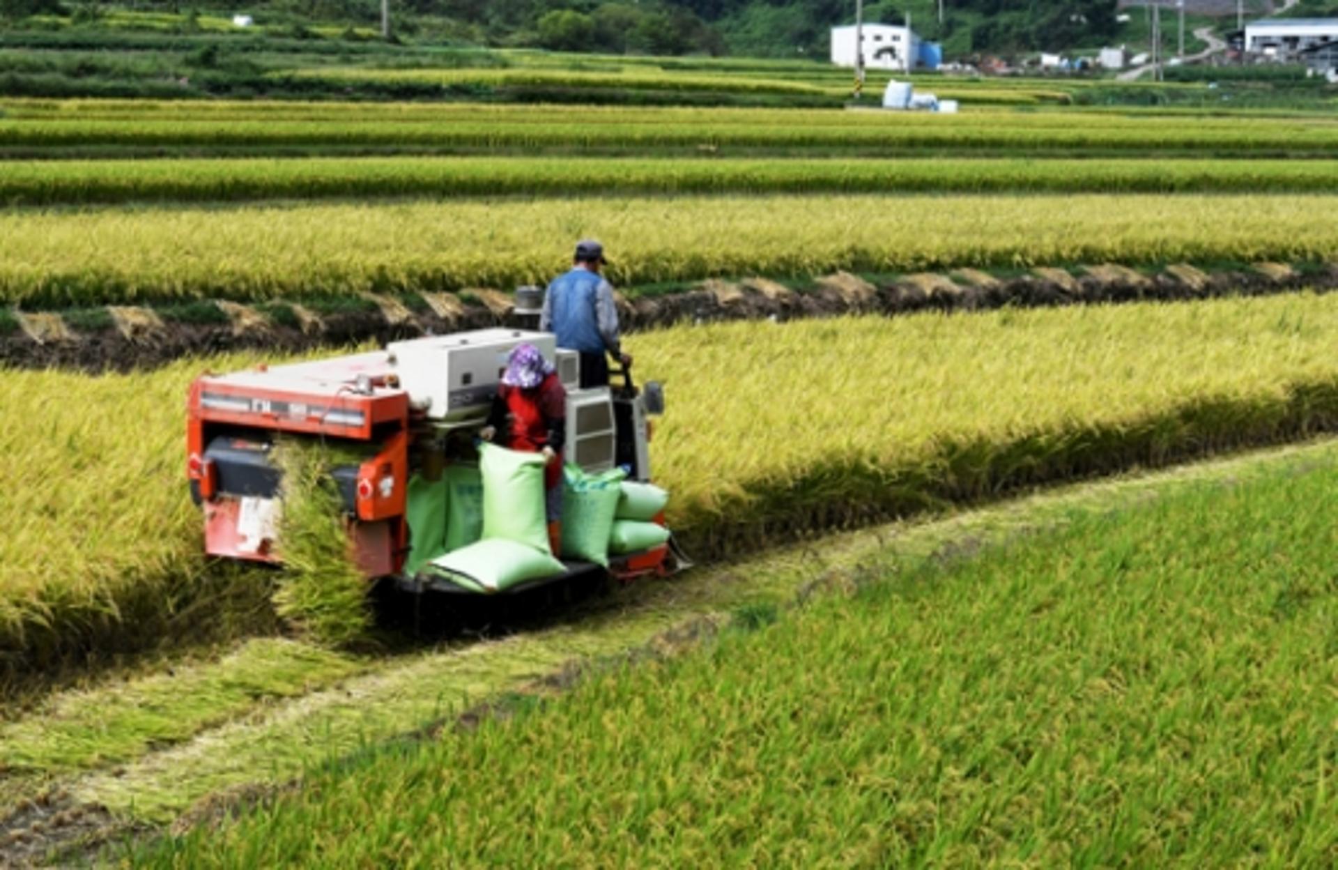 경기도, 쌀·밭·조건불리 직불금 801억원 지급