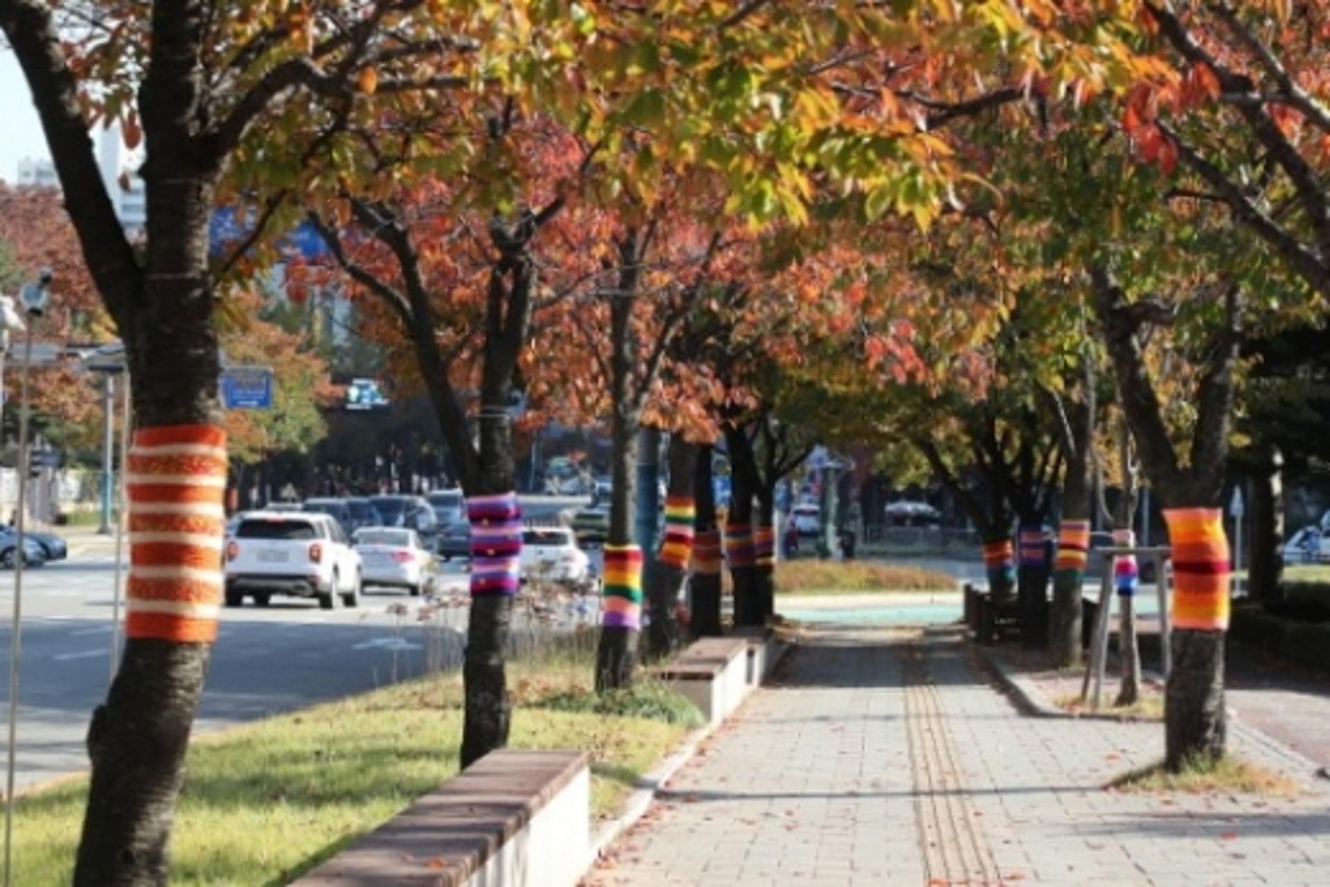 군포시, 뜨개옷으로 가로수 190주 특별 관리