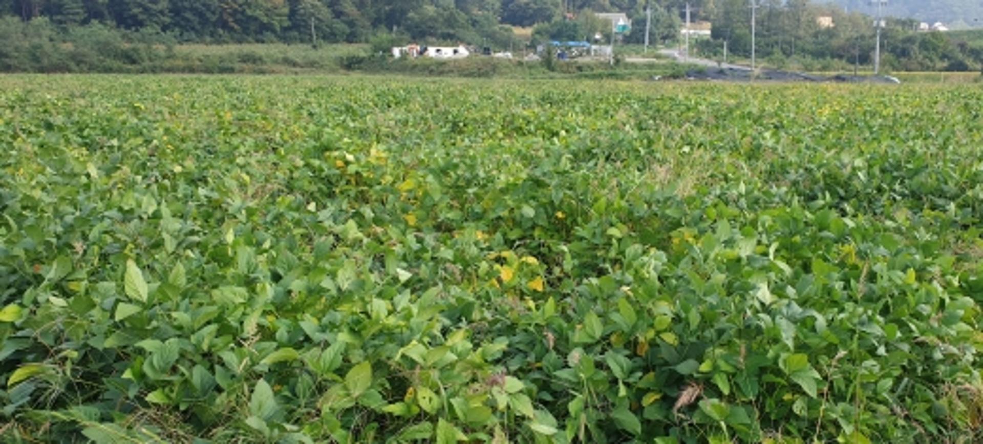 경기콩 자급화 도전, 수확 콩 45톤 전량 가공 공급