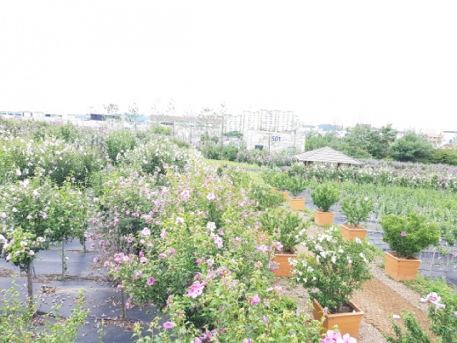 수원 무궁화원, ‘나라꽃 무궁화 명소’ 선정