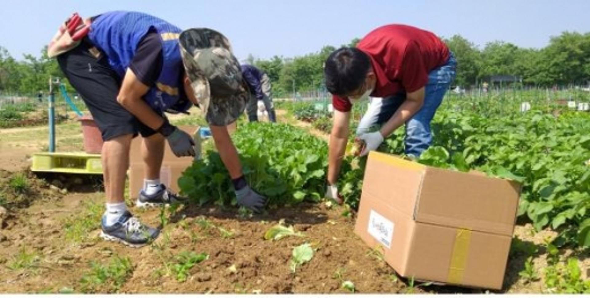 하남시, 공공텃밭 친환경채소 사회복지시설 기부