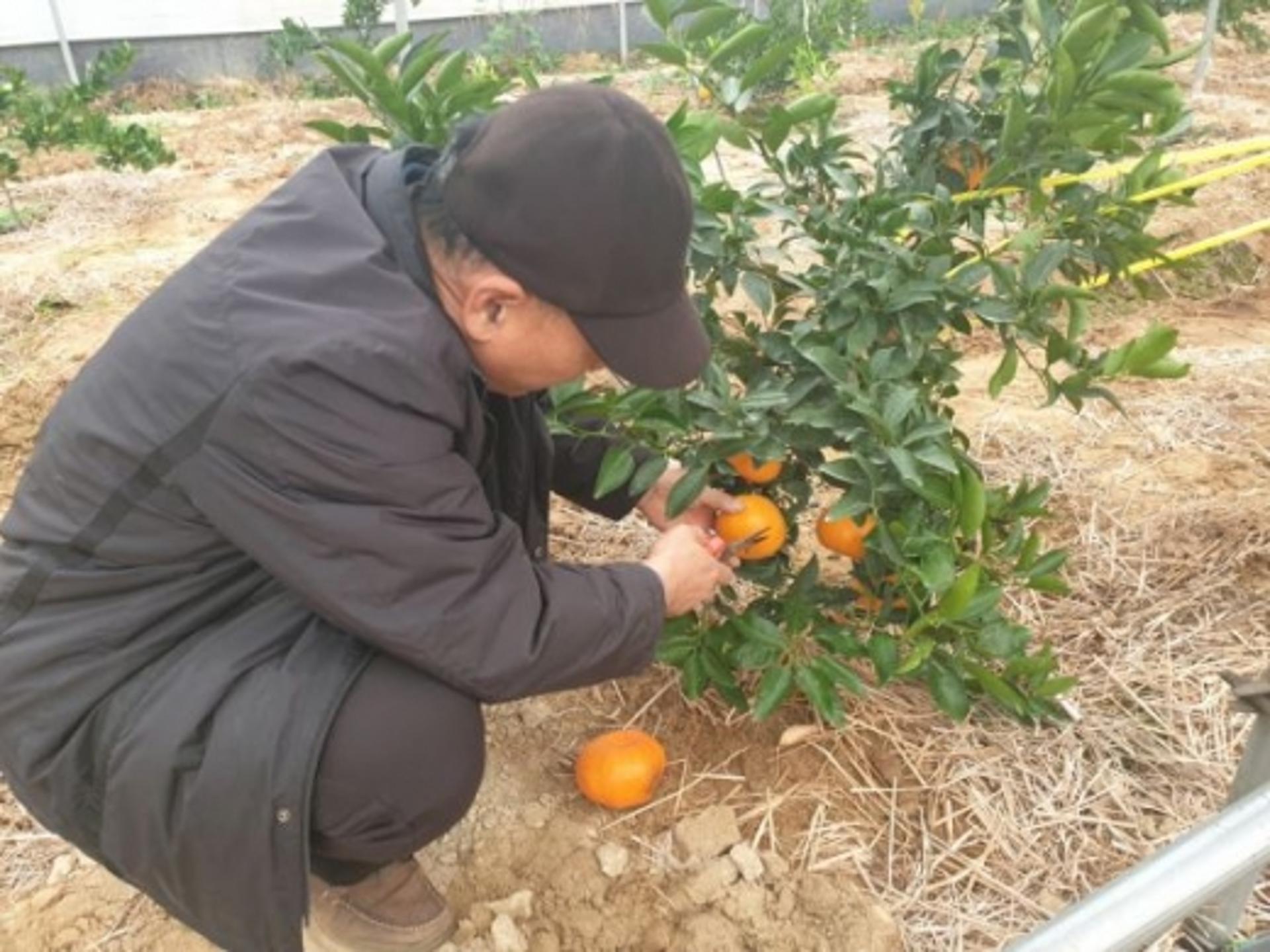시흥에서도 천혜향·레드향 재배 성공