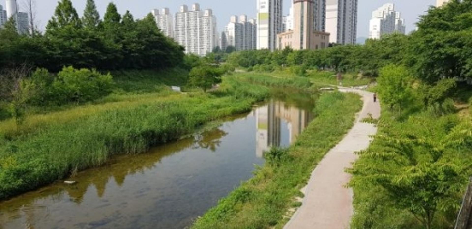 수원 서호천 수생식물, 13년 만에 6배 늘어났다