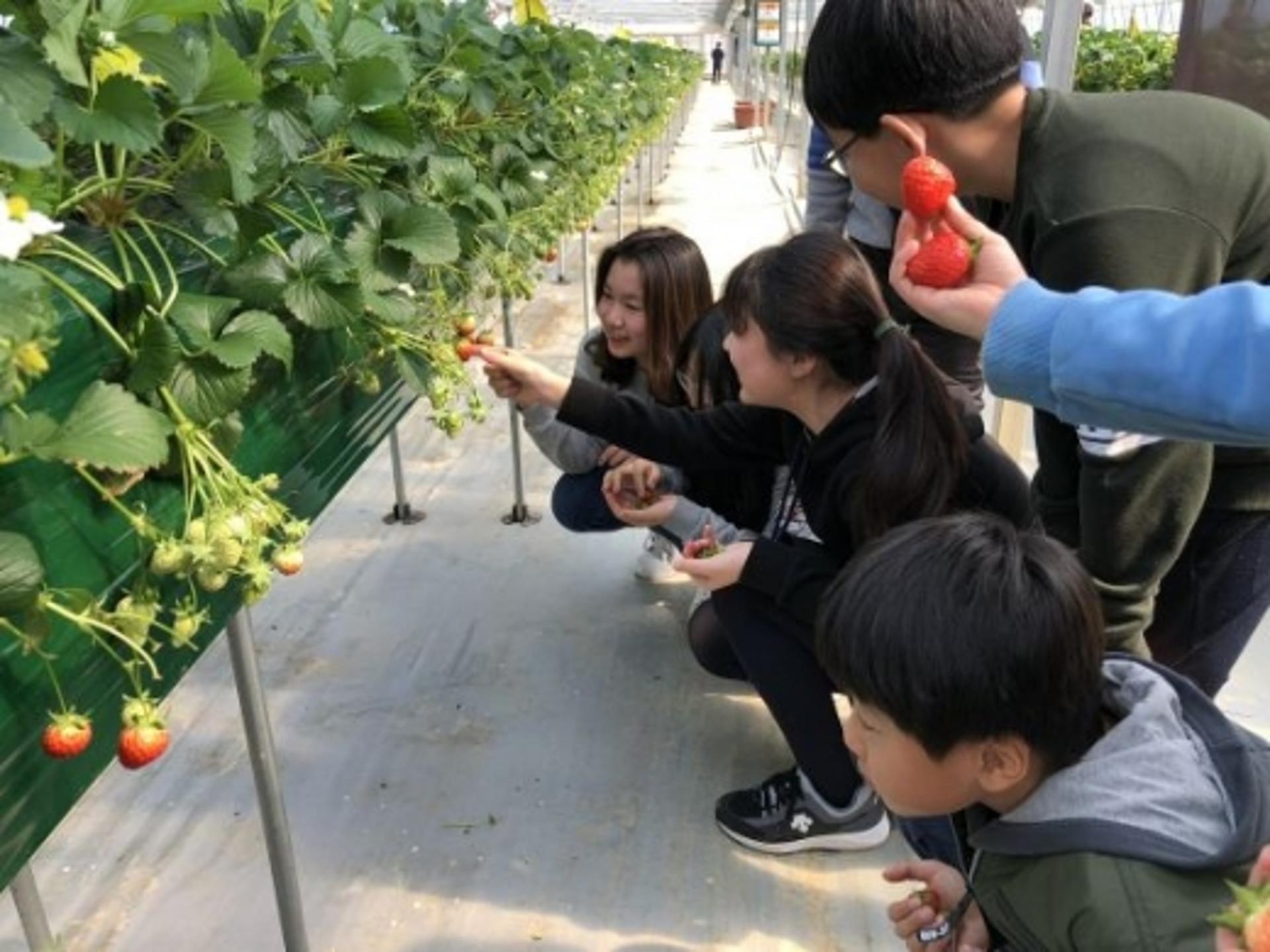 광주시 딸기농장, 수확체험 프로그램으로 인기