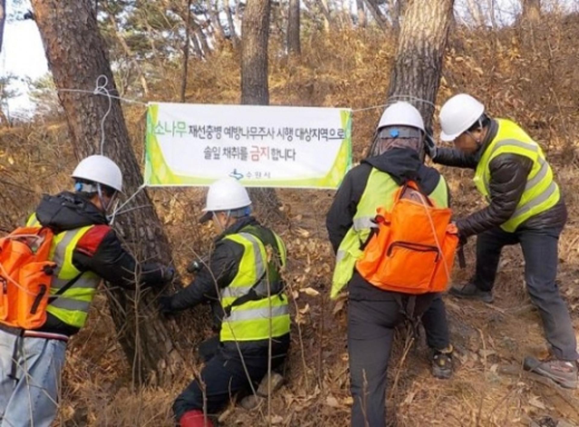 수원시, '재선충병 예방사업' 시행