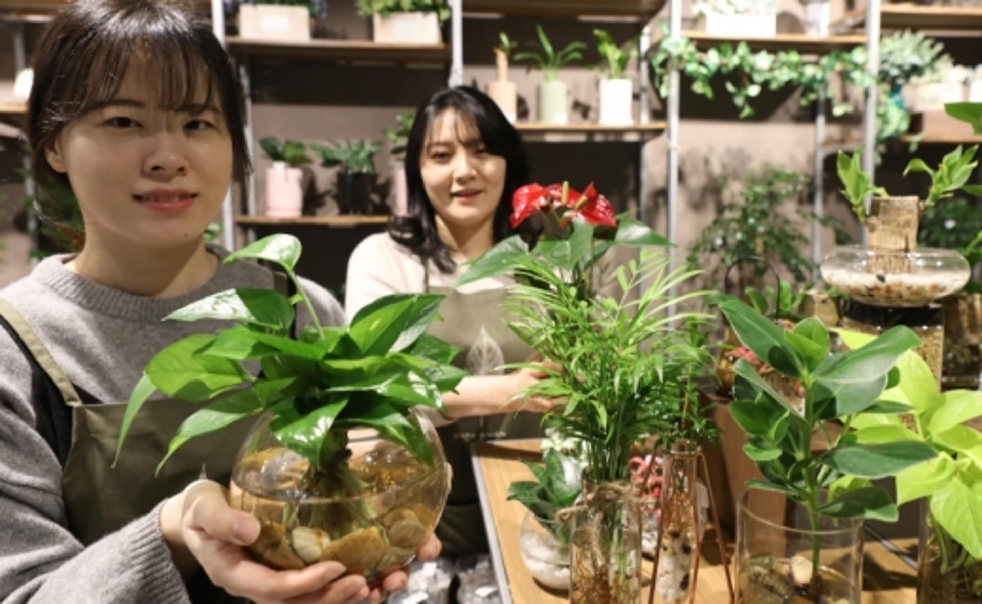 롯데마트 광주월드컵점, 공기 정화 탁월 수경재배 식물 인기