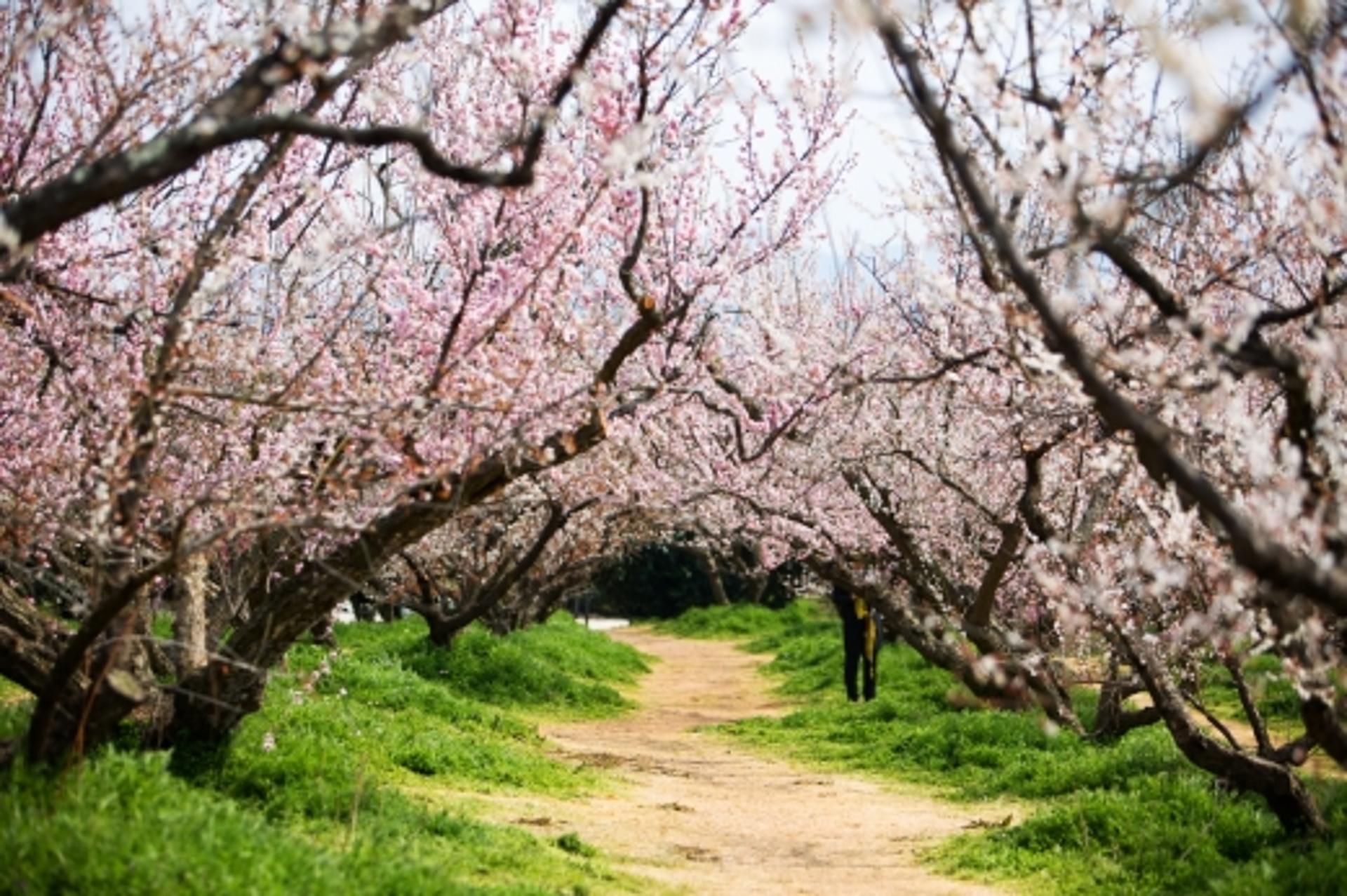 해남 보해매실농원, 코로나19 여파 '땅끝매화축제' 취소