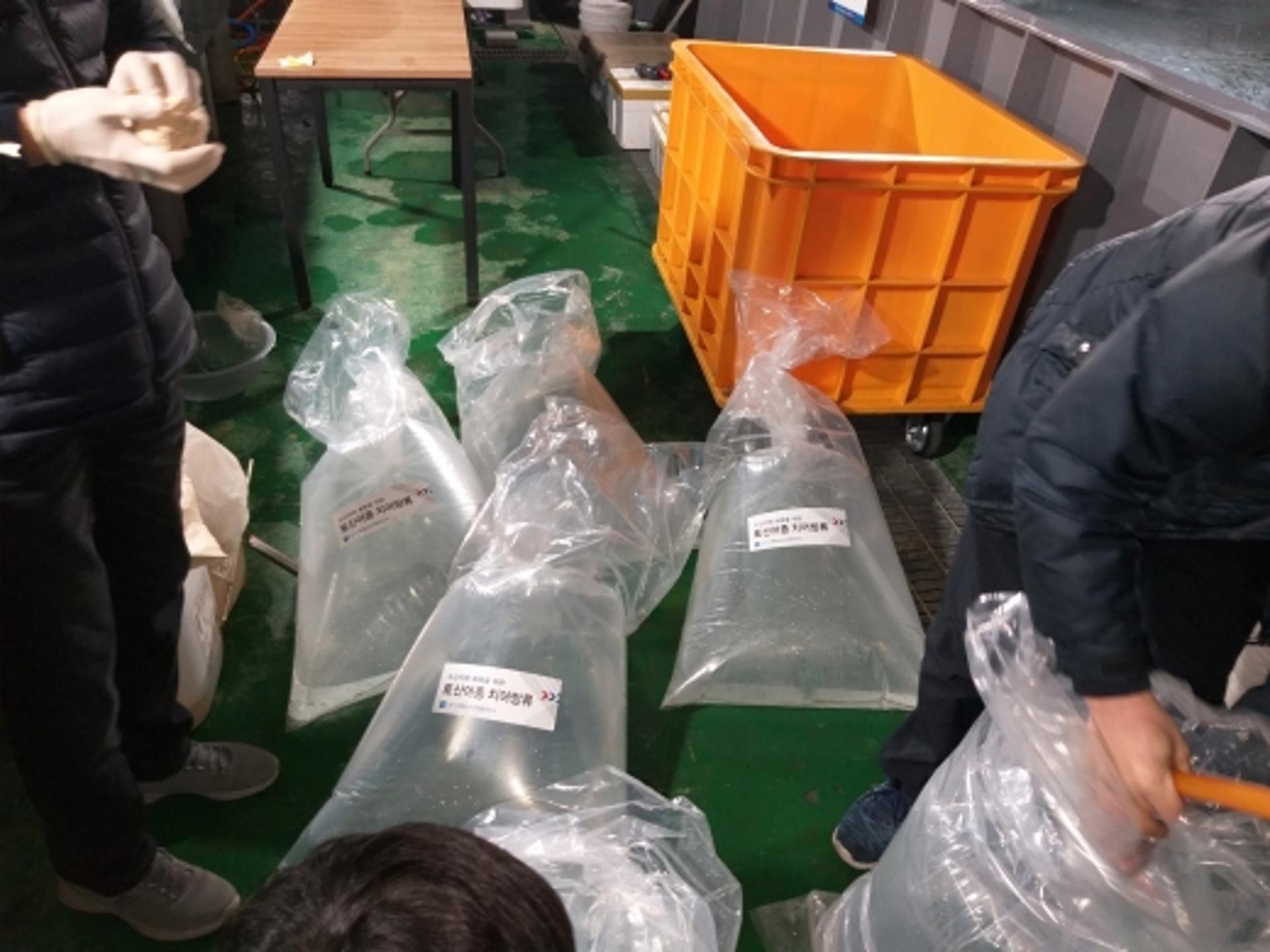 해양수산자원연구소, 빙어 130만 마리 방류