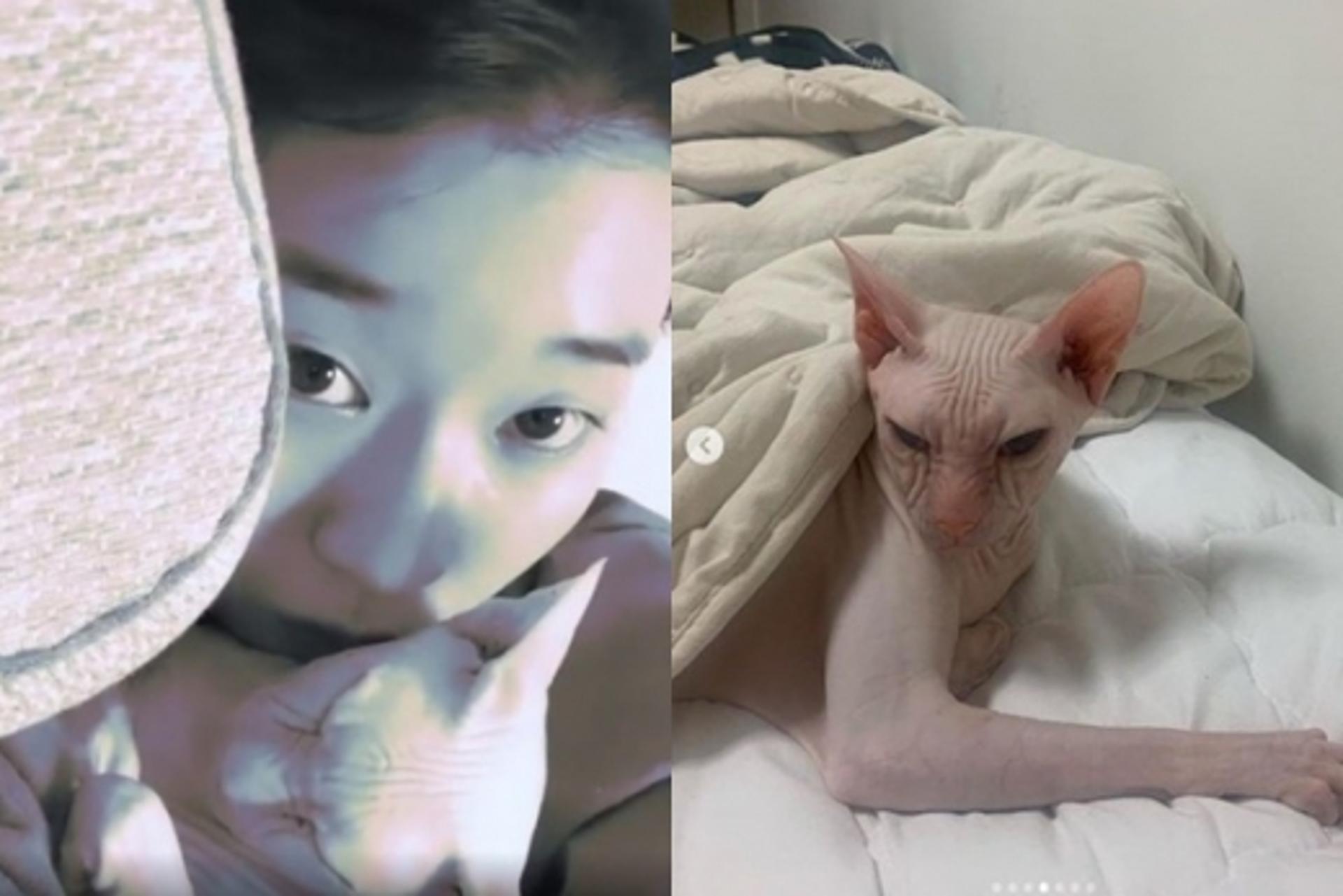 故설리 반려묘, 고블린 근황 보니…