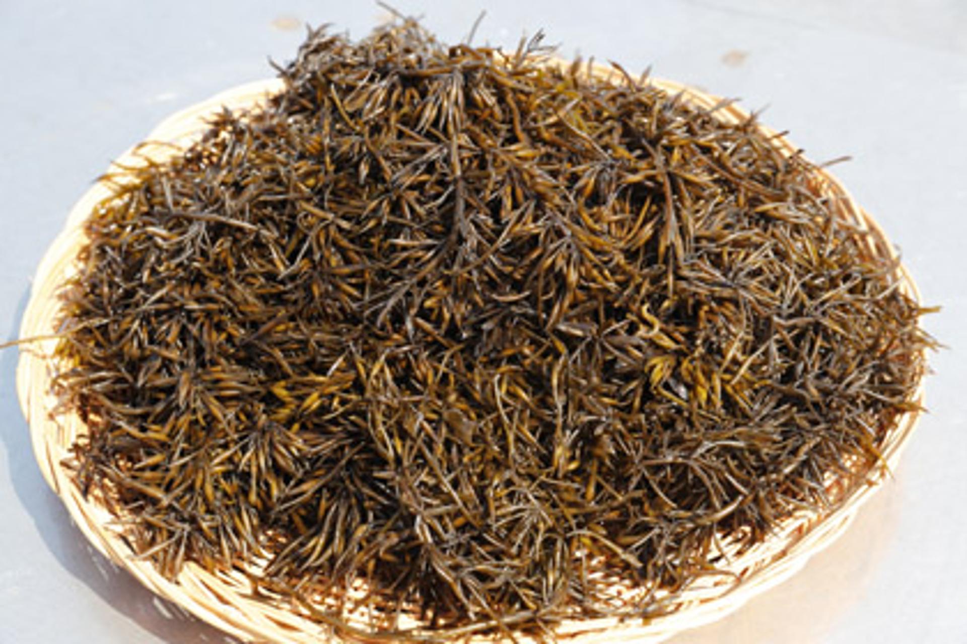 완도군, 4월 해양치유식품 바다의 불로초 '톳' 선정