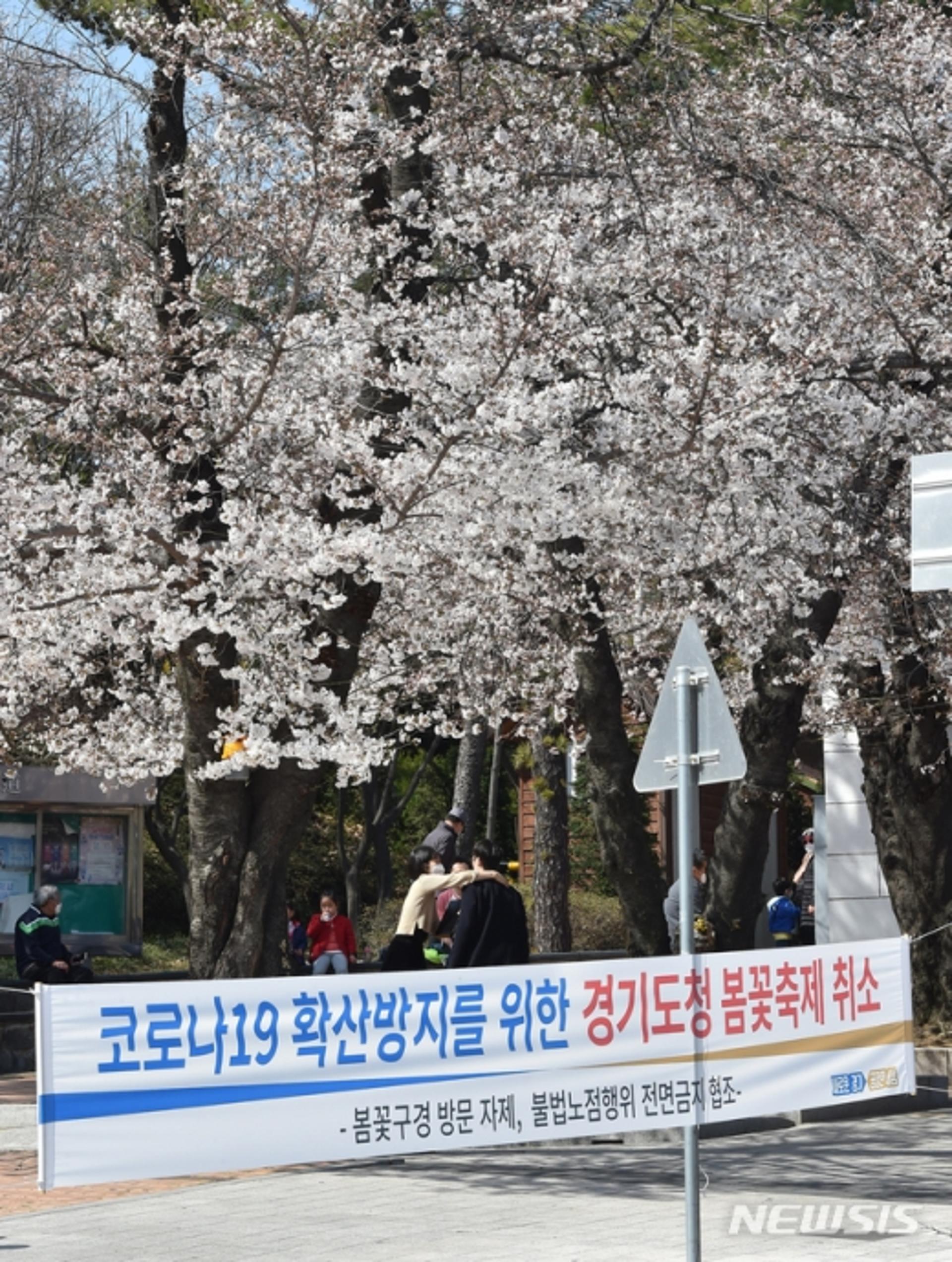"벚꽃 구경은 유튜브로, 봄꽃축제 안해요"